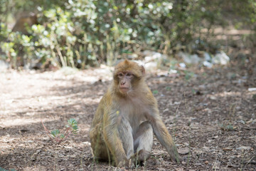 Obraz premium Young Barbary Macaque Monkey sitting in ground in the cedar forest Mid Atlas range Azrou, Morocco