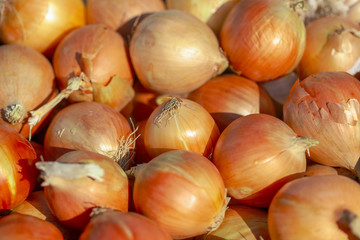 Onions are sold at the fair in the fall