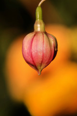 Fuchsia seed pod
