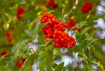 Fototapeta premium Red rowan berries on the branches of a tree