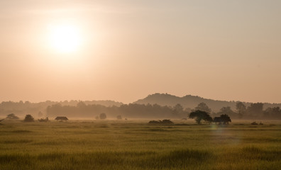 Fototapeta na wymiar rice field in morning and sunrise background