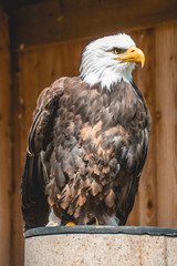 Bald eagle portrait