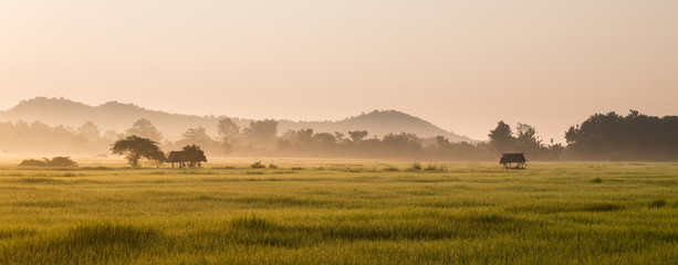 Obraz premium rice field in morning and sunrise background