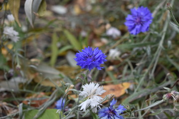 knapweed