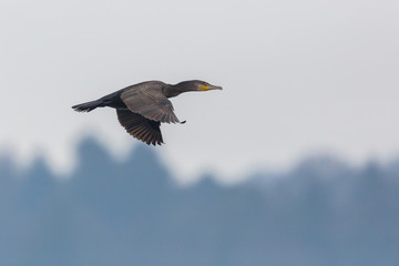 great cormorant flying (phalacrocorax carbo) with spread wings