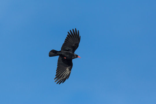 red-billed chough (pyrrhocorax pyrrhocorax) in flight, spread wings