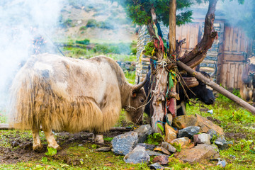 Fototapeta na wymiar Himalayan yaks on Annapurna circuit track, Nepal