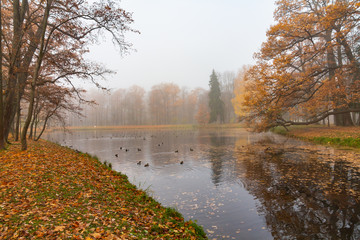 Fog, autumn. Aleksandvsky Park in Pushkin, St. Petersburg,