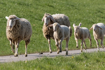 Obraz premium Schafe beim Joggen