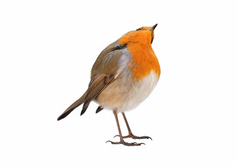 Robin (Erithacus rubecula) isolated on white background