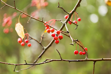 A bunch of wild apple tree with small bright red apples and green leaves. Blurred background.