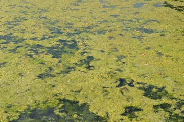Closeup photograph of an algal bloom in a body of freshwater suffering from severe eutrophication