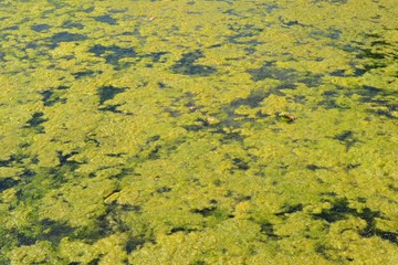 Closeup photograph of an algal bloom in a body of freshwater suffering from severe eutrophication