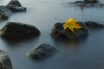 yellow maple leaf on granite stone