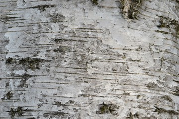 Closeup photograph of the bark of a silver birch tree. It has a rather dirty appearance, which is...