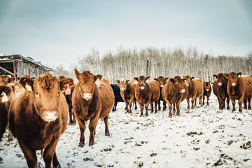 Cow, Meadow lake, Saskachuwan, Canada