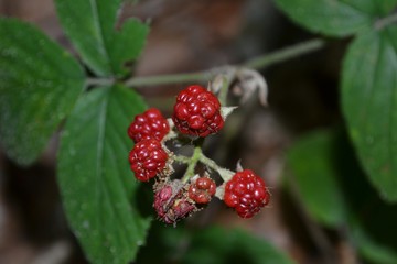 Closeup photograph of red, unripe, wild blackberries in a forest near Leuven, Belgium, Europe.