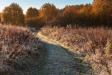 Country road going into the forest. Frozen grass in frost. Red trees. Autumn, frosty Sunny morning.