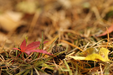 紅葉