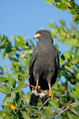Common Black Hawk taken in central Mexico