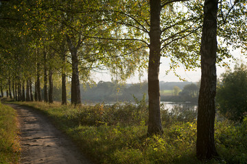 Naklejka premium Alley with trees under sunlight