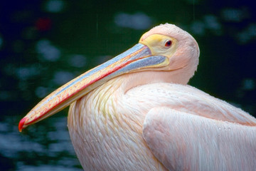 Close up of a Great White Pelican, Singapore.