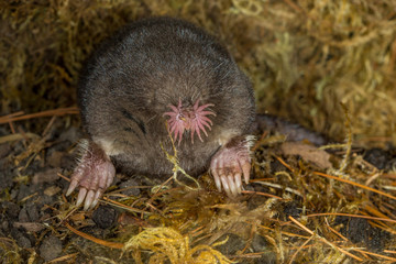 Star-nosed Mole taken in central MN under controlled condtions