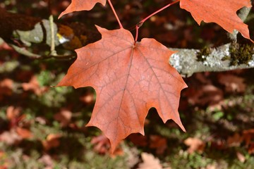 Closeup photograph of a fading maple leaf hanging on a branch in a tree.