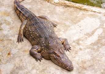 Crocodile waiting to eat in the water. Dangerous animal in river. Copy space. Selective focus.