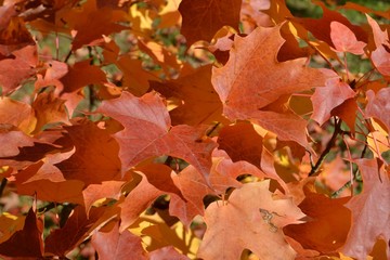 Closeup photograph of colorful maple leaves hanging on a tree. Taken at the onset of autumn on October 4, 2018 in Leuven, Belgium.