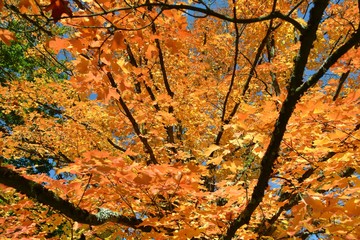 Worm's-eye view photograph of bright yellow maple leaves, taken on a bright autumn day.