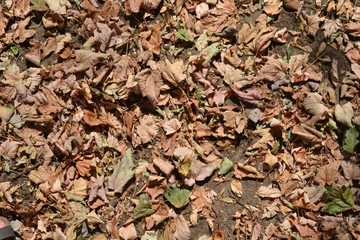Closeup photograph of parched leaves, including maple leaves, on the ground in a park. Taken on August 2, 2018 in Leuven, Belgium, during the European drought of summer 2018.