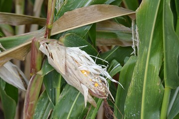 Closeup photograph of a pest-eaten maize ear on a stalk in a field. 