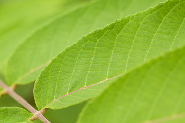 Fototapeta na wymiar beautiful leaf with rhythmically arranged leaves