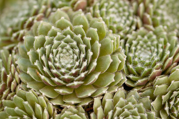 Fototapeta premium funny sempervivum with cobwebs on the leaves