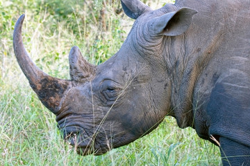 Head shot of a White Rhino at Hluhluwe Umfolozi, South Africa.