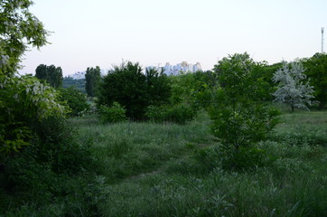 Fototapeta premium forest in spring
