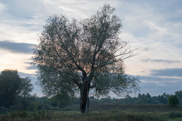 Fototapeta na wymiar Lonely old tree in the twilight