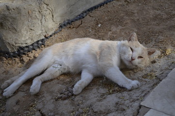 cat on rock