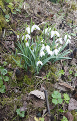 Snow Drops