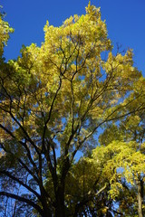 Fototapeta premium tree