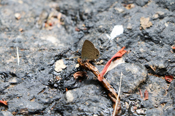 Wild butterfly on the rocks.