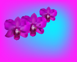 Fototapeta na wymiar Purple Orchid Illustration