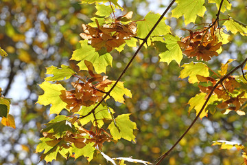 Fototapeta premium Fall Foliage Leaves Depend Run Autumn Maple Leaves. Beautiful autumn landscape with yellow trees and sun. Colorful foliage in the park. Falling leaves natural background