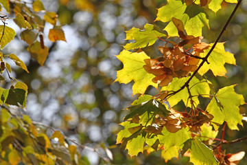 Fall Foliage Leaves Depend Run Autumn Maple Leaves. Beautiful autumn landscape with yellow trees and sun. Colorful foliage in the park. Falling leaves natural background