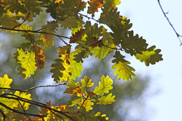 Fall Foliage Leaves Depend Run Autumn OAK Leaves