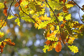 Fototapeta na wymiar Fall Foliage Leaves Depend Run Autumn OAK Leaves