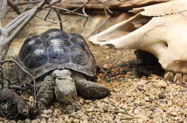 Tortoise & Skull