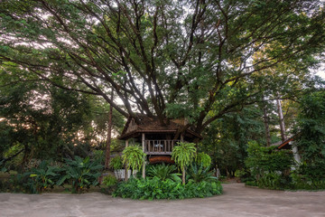 Low-level view Close-up of a vetiver-hut roofed house with a solid trunk structure with large trees.