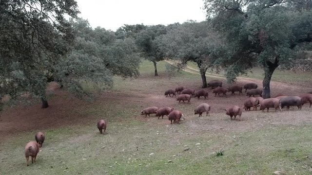 Iberian Pigs and Oak trees 